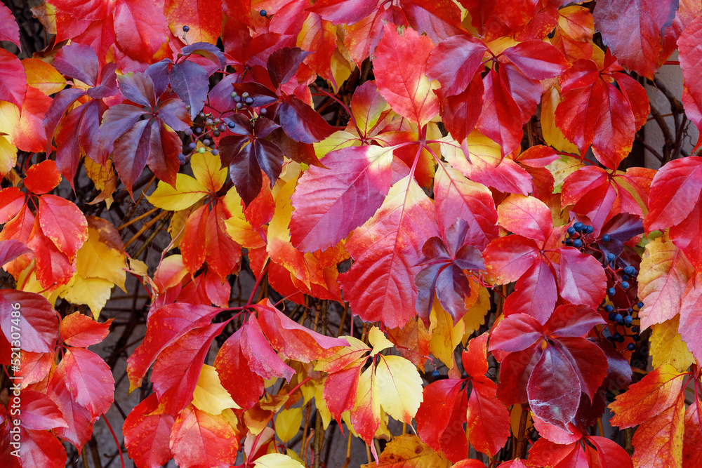 Autumn colours of the Parthenocissus tricuspidata climbing on a garden wall. Autumn colours of the Parthenocissus tricuspidata climbing on a garden wall.
