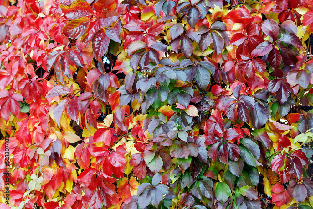 Parthenocissus quinquefolia grape vine autumnal colorful foliage covering.a garden wall.