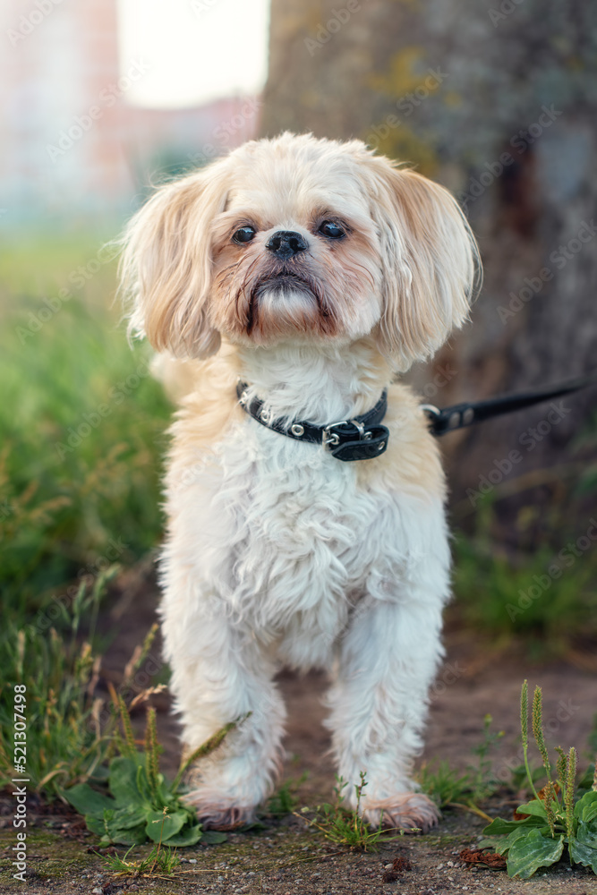 Adorable white dog posing by a tree in a city park.