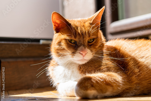domestic ginger cat is basking in the sun, the cat lies on the floor near the open door, back sunlight illuminates the soft fur of the ginger cat with white spots, pet, cozy happy home © Александр Бочкала