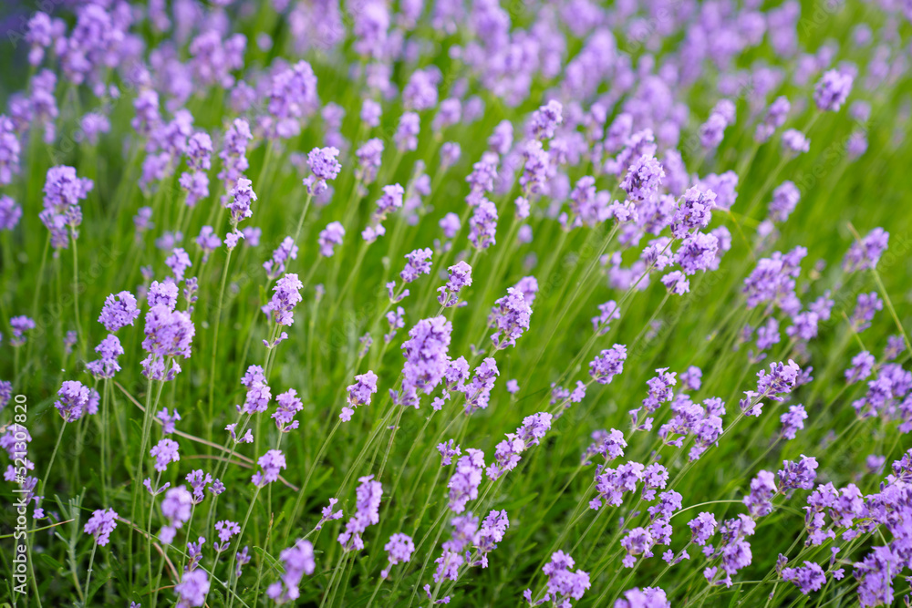 lavender blooming in the field. city flower beds.