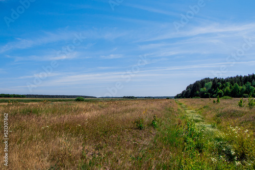 Summer rural landscape. Field  forest and blue sky.