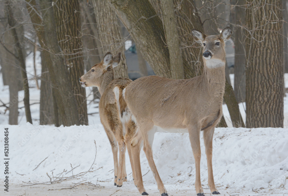 Whitetail Deer Bucks Standing Back To Back In Winter Environment Whitetail Deer Bucks Standing Back To Back In Winter Environment