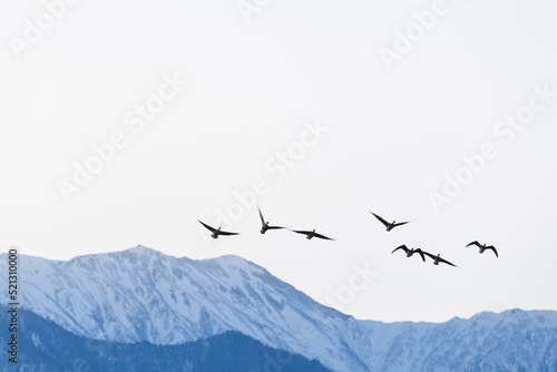 越冬地に飛来してきた白鳥 photo