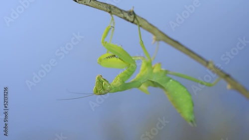 Close-up portrait of green praying mantis sitting on bush branch and looks at on camera on blue sky background photo