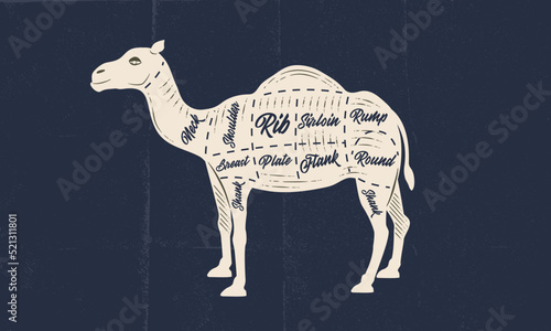 Camel meat chart. Butchery poster with camel meat cuts and paper craft texture. Vintage butcher meat diagram. Vector illustration