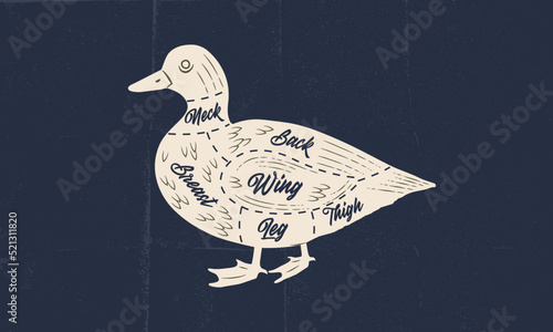 Duck meat chart. Butchery poster with duck meat cuts and paper craft texture. Vintage butcher meat diagram. Vector illustration