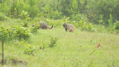stripe-necked mongoose (Urva vitticolla) photo