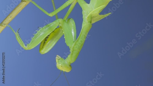 Close-up of green praying mantis sitting on bush branch and looks at on camera on blue sky background photo