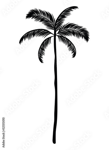 black palm silhouette