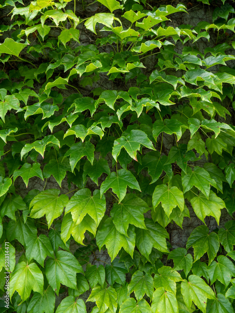 green leaves background green leaves background