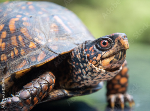 Medium size close up turtle 