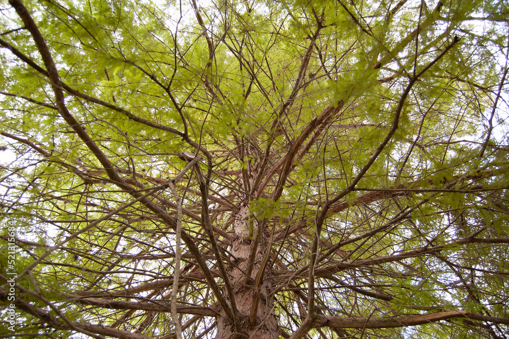 arbol frondoso y antiguo con hojas verdes arbol frondoso y antiguo con hojas verdes