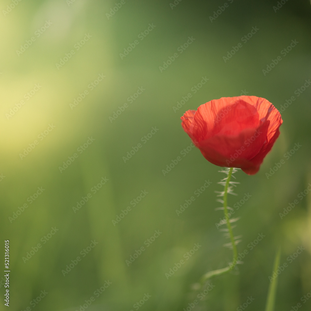 Naklejka premium red poppy in a field