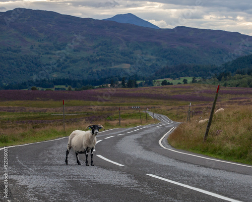 Sheep on Hill Road photo