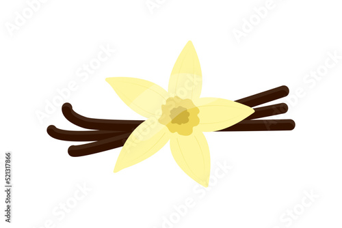 Vanilla flower and pods flat illustration