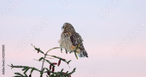 Cute Short-eared owl perched on a tree branch preparing to fly photo