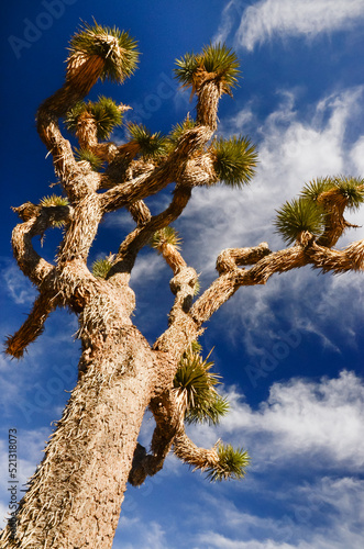 Joshua tree against blue sky