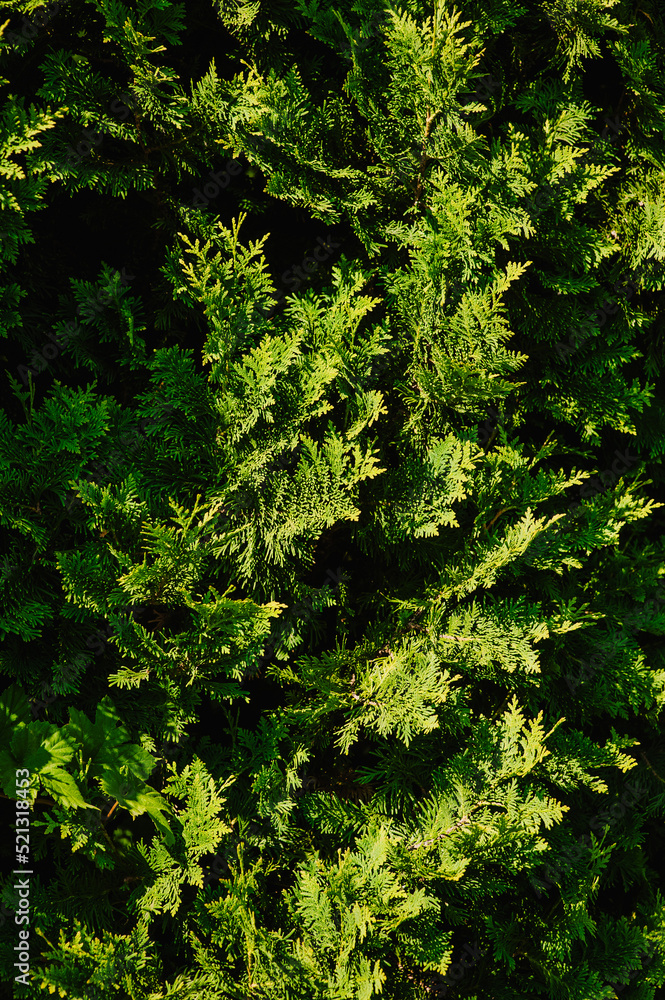 Background, texture of green cypress, evergreen thuja close-up. Photography of nature. Background, texture of green cypress, evergreen thuja close-up. Photography of nature.