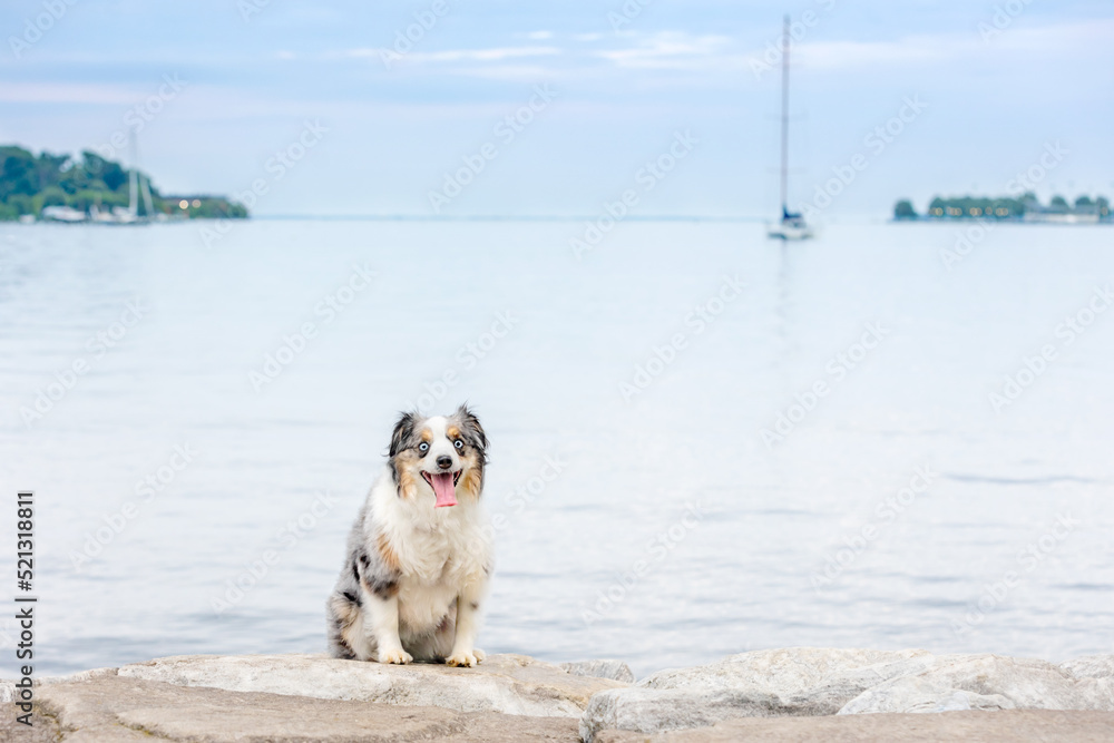 mini aussie sits on rocks with calm water and sailboat behind mini aussie sits on rocks with calm water and sailboat behind