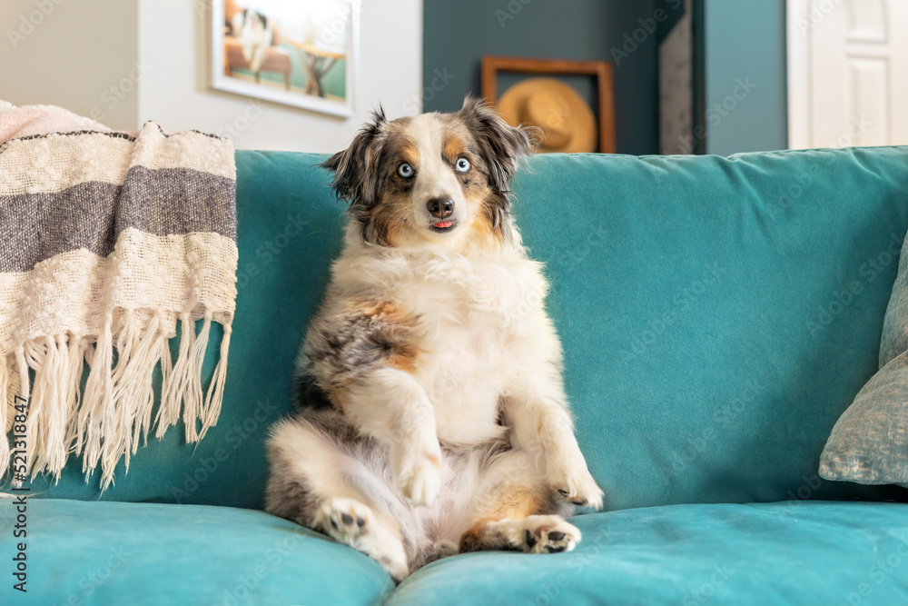 beautiful blue eyed mini aussie sitting like person on turquoise couch - gorgeous adorable blue merle miniature australian shepherd dog on sofa beautiful blue eyed mini aussie sitting like person on turquoise couch - gorgeous adorable blue merle miniature australian shepherd dog on sofa
