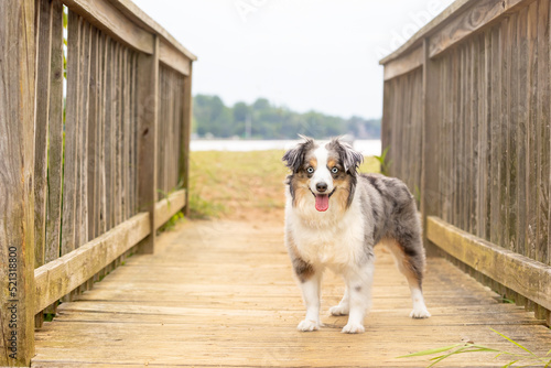 mini aussie with tongue out stands on foot bridge near beach