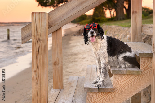 Fotografie adorable black and white springer spaniel wearing star sunglasses - beautiful do
