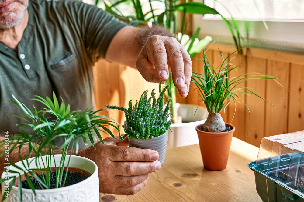 Fototapeta premium Mature bearded man holding a pot with cactus. Taking care of home flowers and succulents, planting and sprinkling water on the plants. Home gardening.