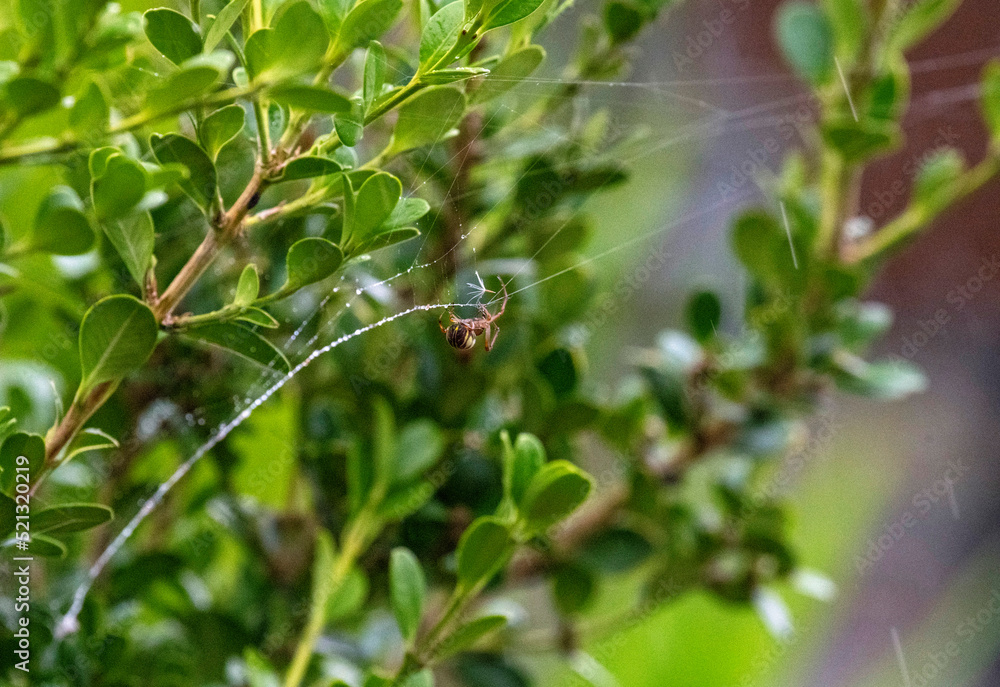Australian Garden Orb Weaver Spider (Argiope catenulata) Australian Garden Orb Weaver Spider (Argiope catenulata)