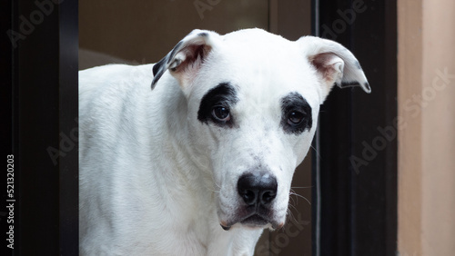 Dog with questioning natural masks