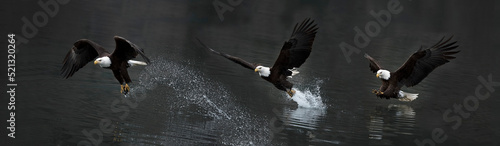 Bald Eagle grabbing a fish - sequence