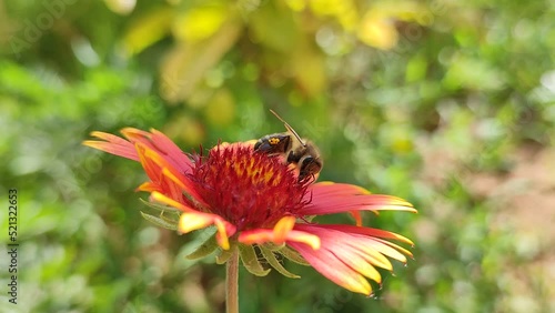 Closeup shot of a bee pollinating a red flower on a field