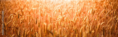 Rural landscape. Ears of wheat in a wheat field.