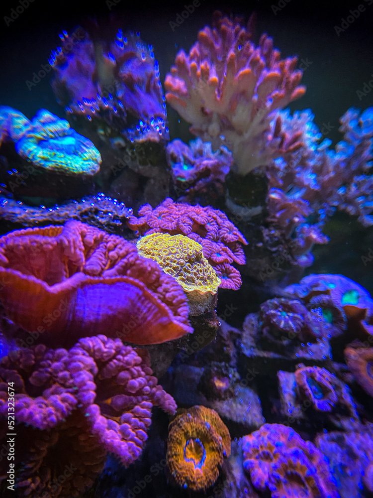 Fototapeta premium coral reef in aquarium
