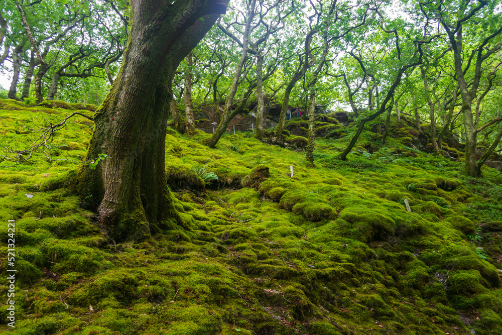 trees in the forest trees in the forest