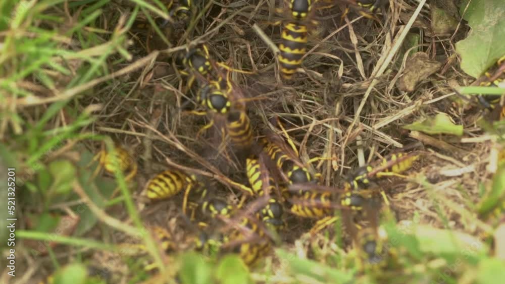 Swarming Wasp Clearing The Hive Entrance. Closeup Swarming Wasp Clearing The Hive Entrance. Closeup