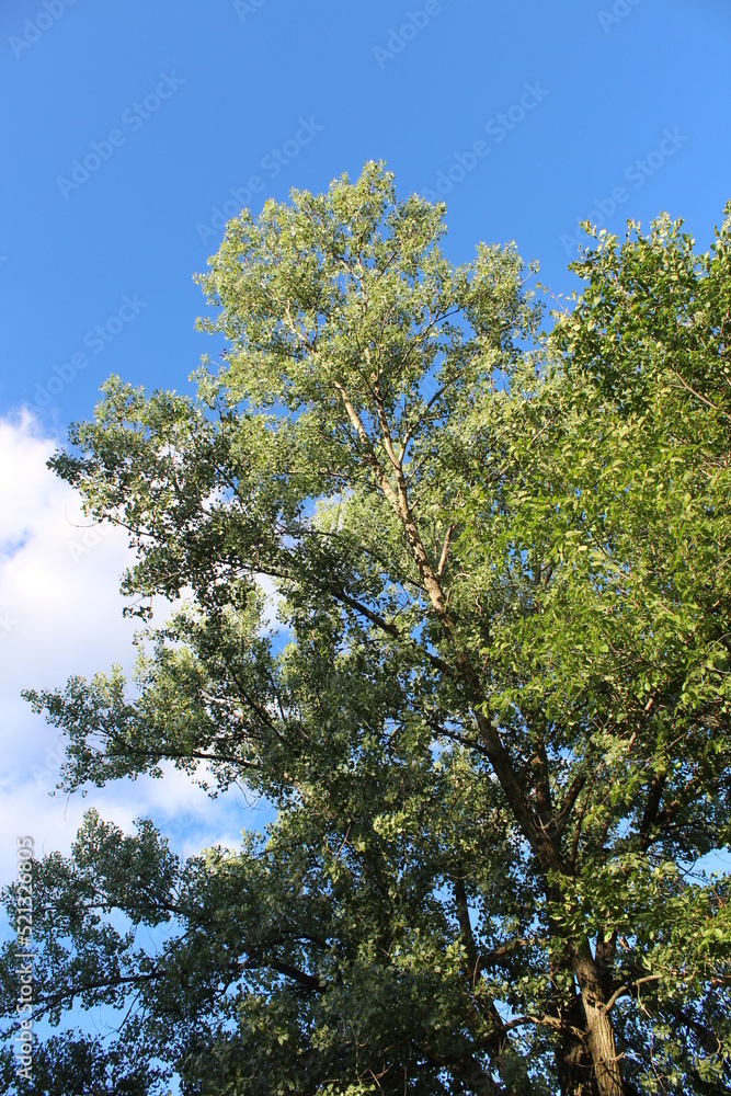 Obraz premium trees in the forest