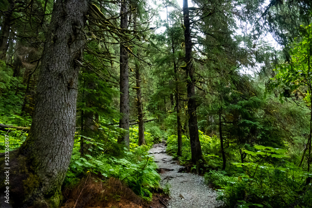 footpath in the forest footpath in the forest