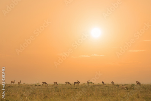 pack of Antelope Thompson eating grass together in savanna grassland during sunset at Masai Mara National Reserve Kenya.