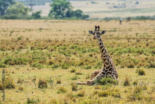 Fototapeta Naklejka Na Ścianę i Meble -  young Giraffe resting on savanna grassland in Masai Mara National Reserve Kenya