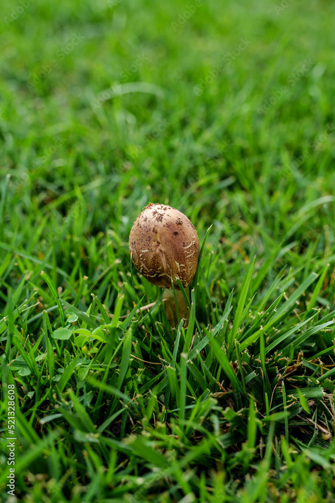 A macro of a wild chanterelle mushroom growing among the moss and grass. The mushroom is smooth on top and has gill like ridges underneath. High quality photo A macro of a wild chanterelle mushroom growing among the moss and grass. The mushroom is smooth on top and has gill like ridges underneath. High quality photo