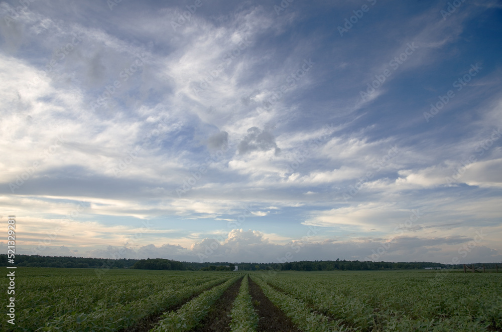 Blue Sky with Clouds over Farming Field of Soya