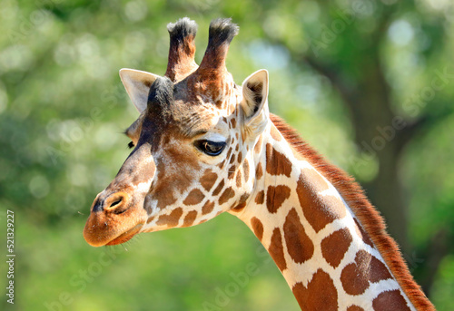 Giraffe head and neck closeup portrait with green background