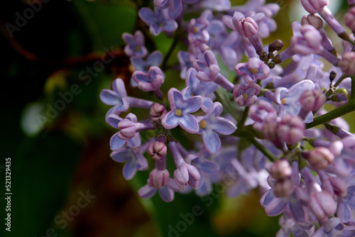 Blooming Lilac Flowers