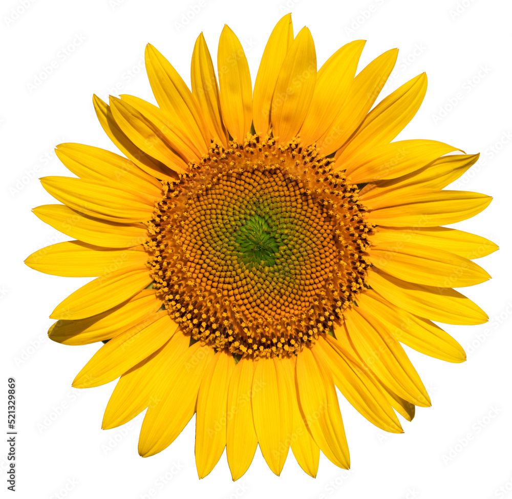Sunflower flower on a white background close up. Sunflower flower on a white background close up.