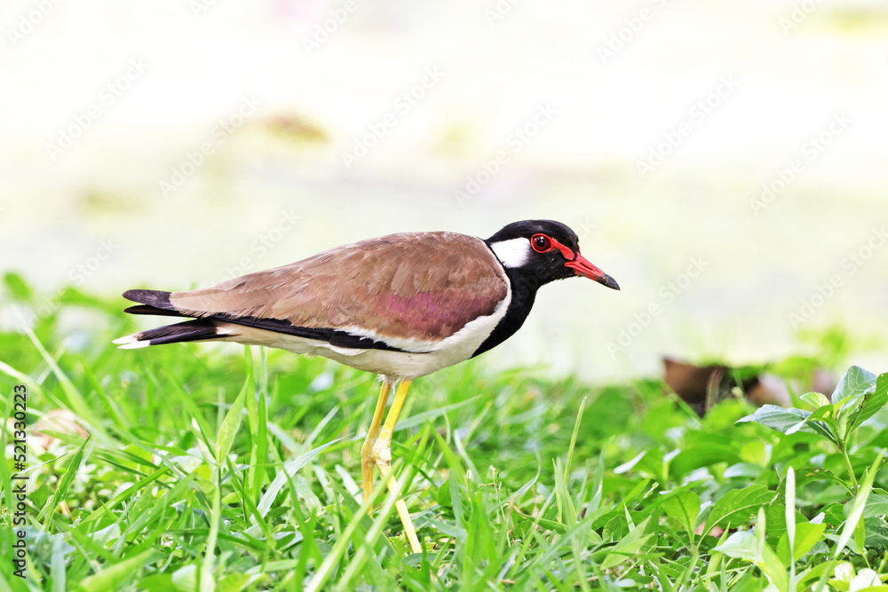 Red-wattled Lapwing on green field Red-wattled Lapwing on green field
