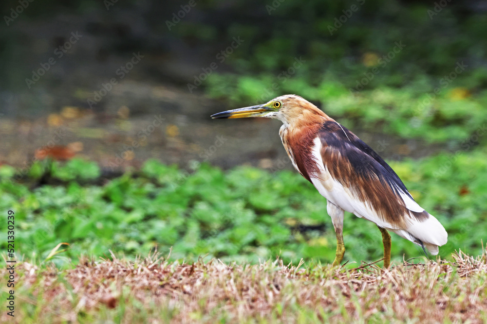 The heron on green field The heron on green field