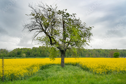 rapeseed field