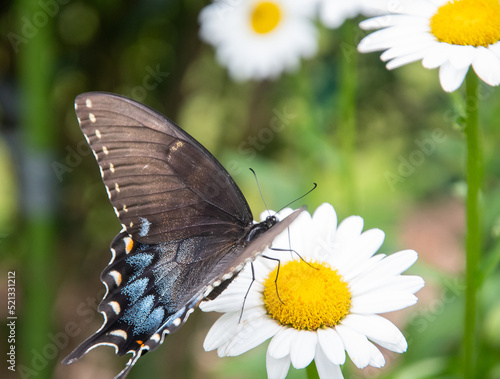 butterfly on daisy