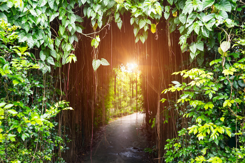 Javanese Tree bine or Grape Ivy, Tree tunnel arch with climbing or ivy plant and light at the end of the tunnel at the garden park.  tree bend or curve to archway entrance of the garden.